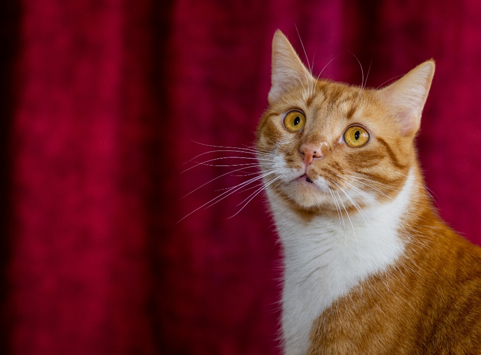 Katze haustier inländisch schnurrhaare
