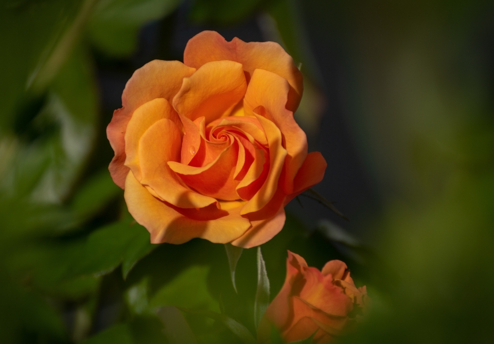 Blume rose rosenfamilie
 gelb