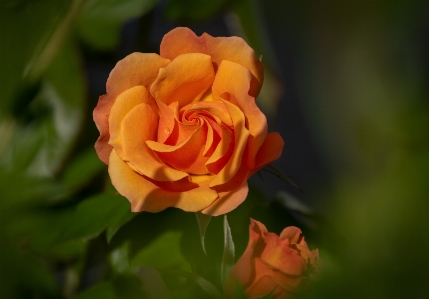 Flower rose family yellow Photo