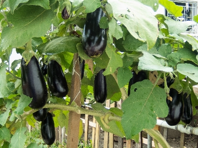 Eggplant plant peppers produce Photo