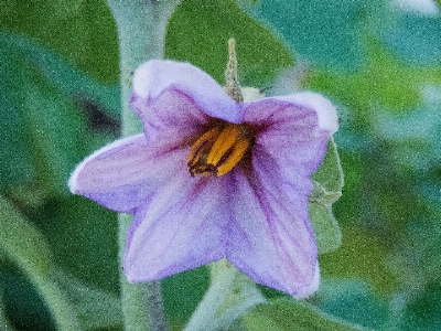 Zdjęcie Kwiat przyciąć bakłażan flora