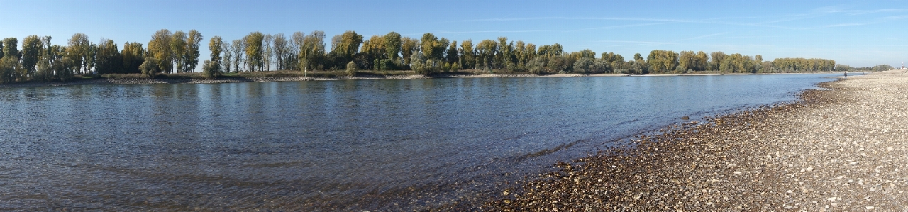 Foto Rhine
 sungai musim panas kekeringan