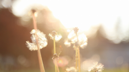 Morning light close up spring Photo