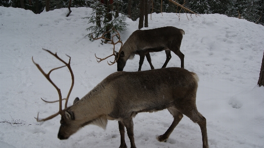 Animals wildlife deer reindeer Photo