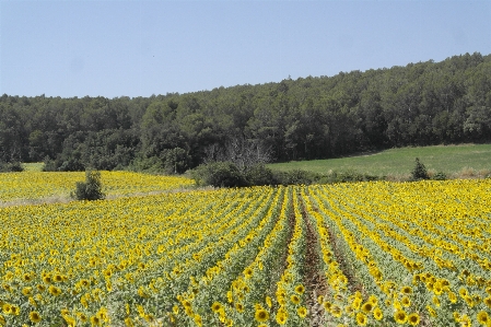 Sunflower sun flower nature Photo