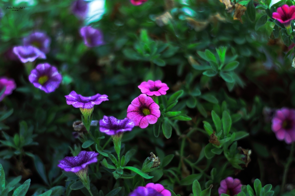 Flowers nature flower plant