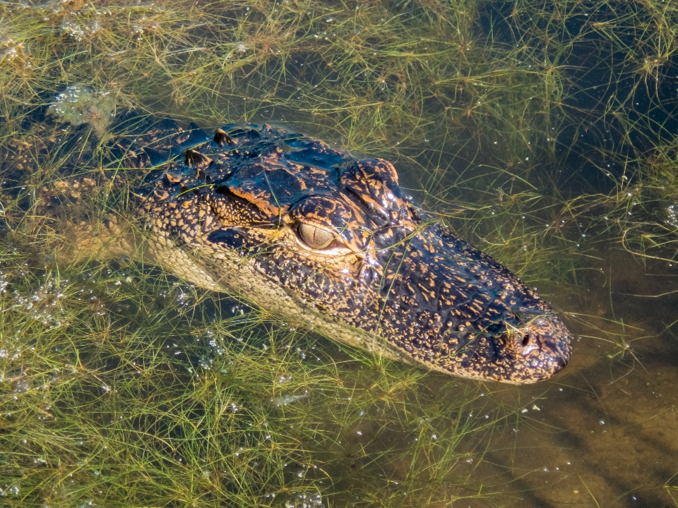 Timsah florida sürüngen timsah
