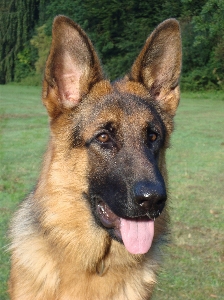 Deutsch schäfer
 hund alter deutscher schäferhund
 Foto