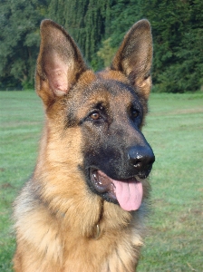 Deutsch schäfer
 hund alter deutscher schäferhund
 Foto