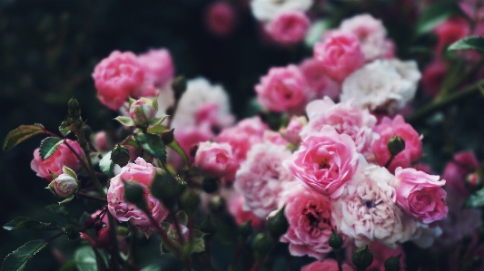 Flowers roses rose pink Photo