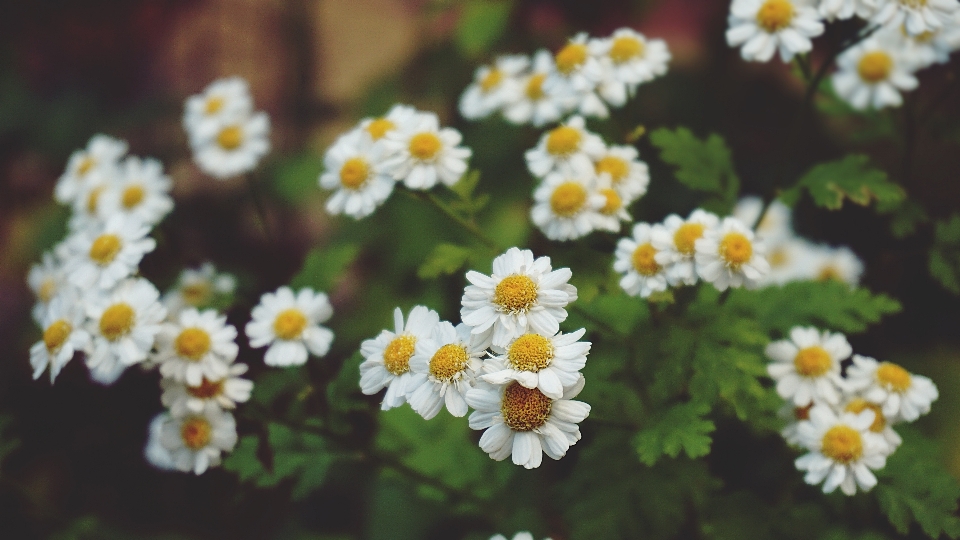 Flowers daisies daisy floral