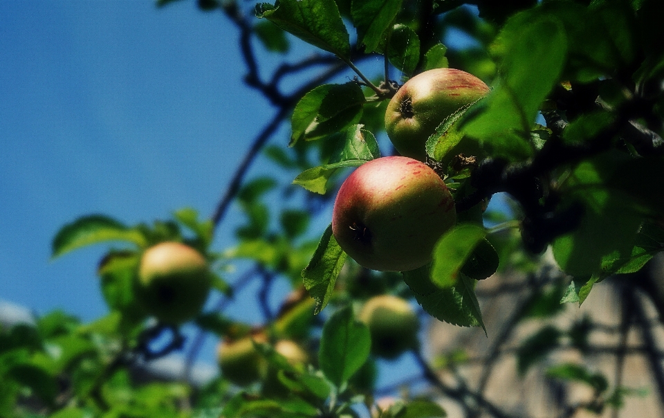 Apples apple tree fruit