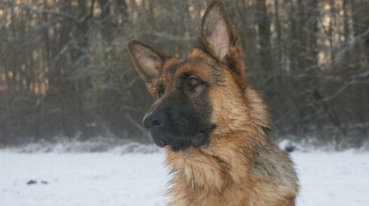 Deutsch schäfer
 hund alter deutscher schäferhund
 Foto