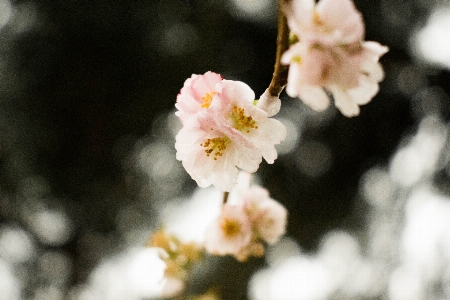 Flower blossom nature pink Photo