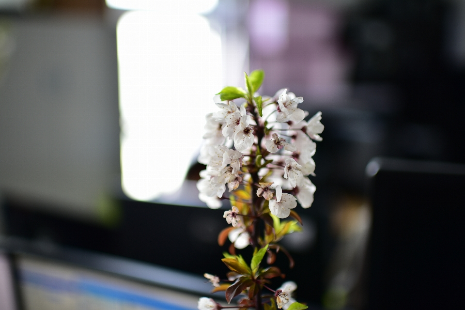 Fiore primavera floristica
 pianta