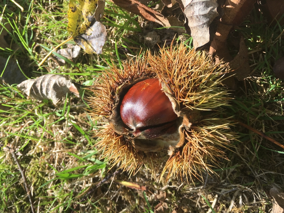 Chestnut autumn grass family