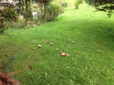 Photo Champignons herbe pelouse écosystème
