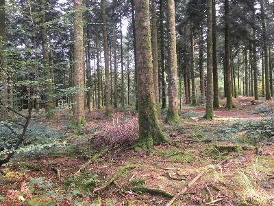 Foto Foresta autunno ecosistema
 bosco
