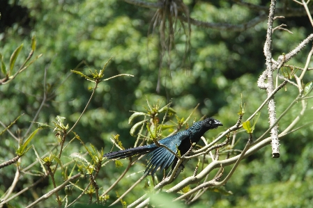 Foto Burung hitam alam kecantikan