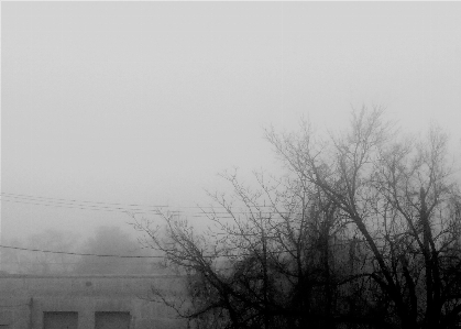 日 霧 木 空 写真