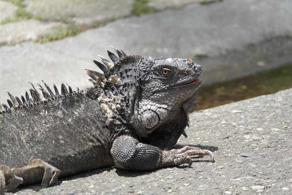 イグアナ 爬虫類 自然 恐竜