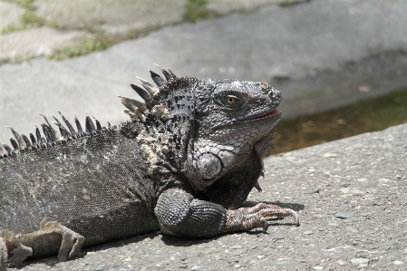 Iguana reptile nature dinosaur Photo