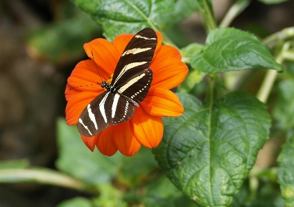 Foto Mariposa flor volar colores