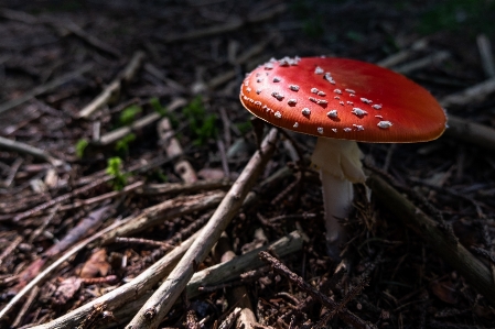 Amanita muscaria mushroom forest wood Photo