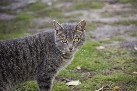 猫 秋 草 ドライ 写真