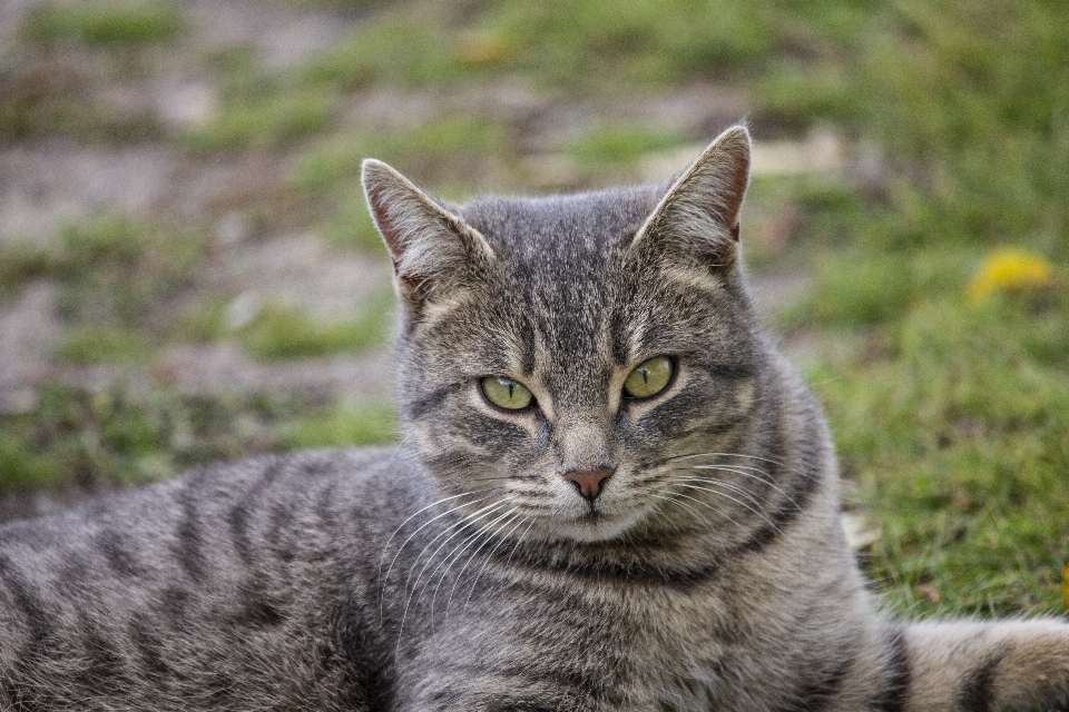 Kucing musim gugur rumput kering