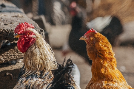 Foto Ayam musim gugur kering galliformes
