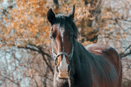 Photo Cheval poulain
 automne herbe