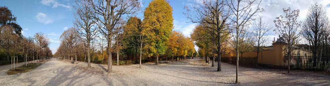 Foto Autunno albero inverno cielo