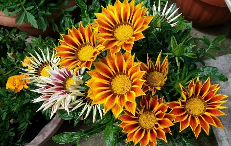 Summer gazania orange sunshine Photo