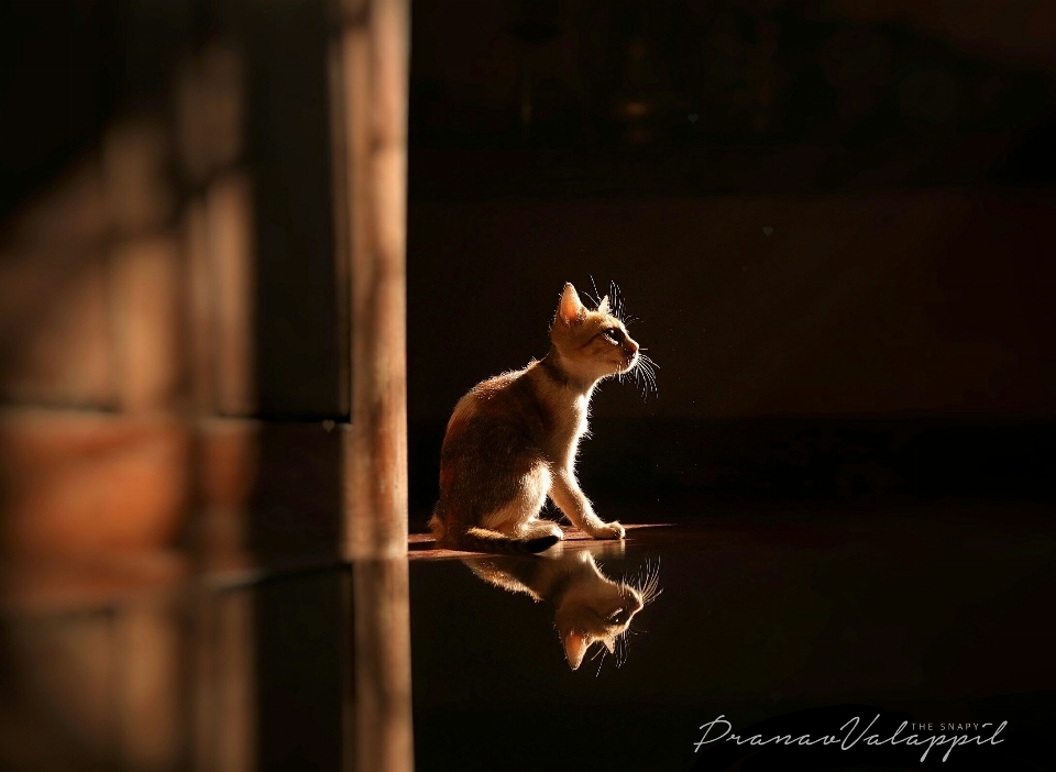 Gato vazamento de luz
 luz baixa
 reflexão