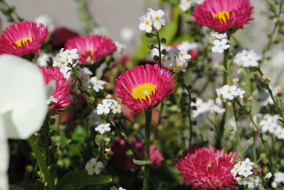 Aster flower plant daisy