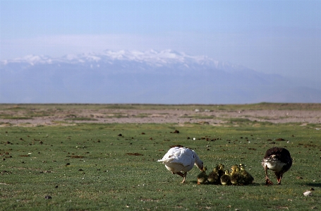 Duck nature animals mountain Photo