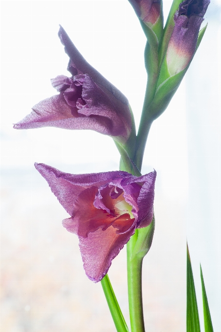 Flower petal bloom plant