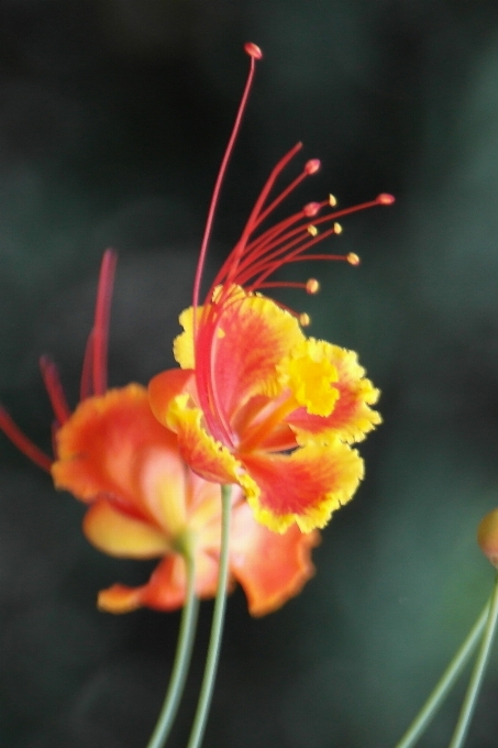 Fiore natura colori bellezza