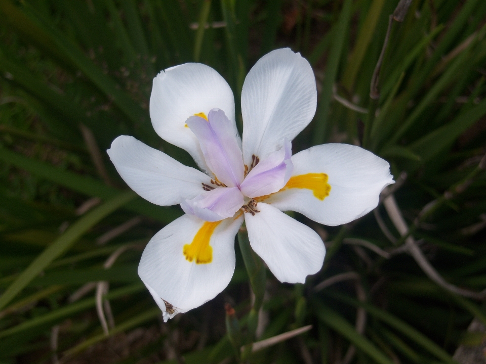 Flower orchid nature beauty