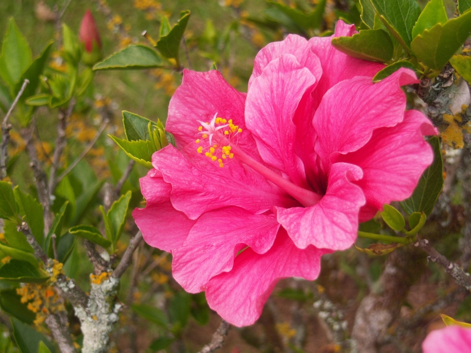 Fiore rosa natura rosso