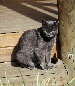 Foto Kucing hitam abu-abu peliharaan