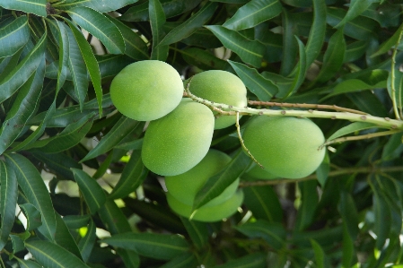 Foto Manga árvore natureza fruta