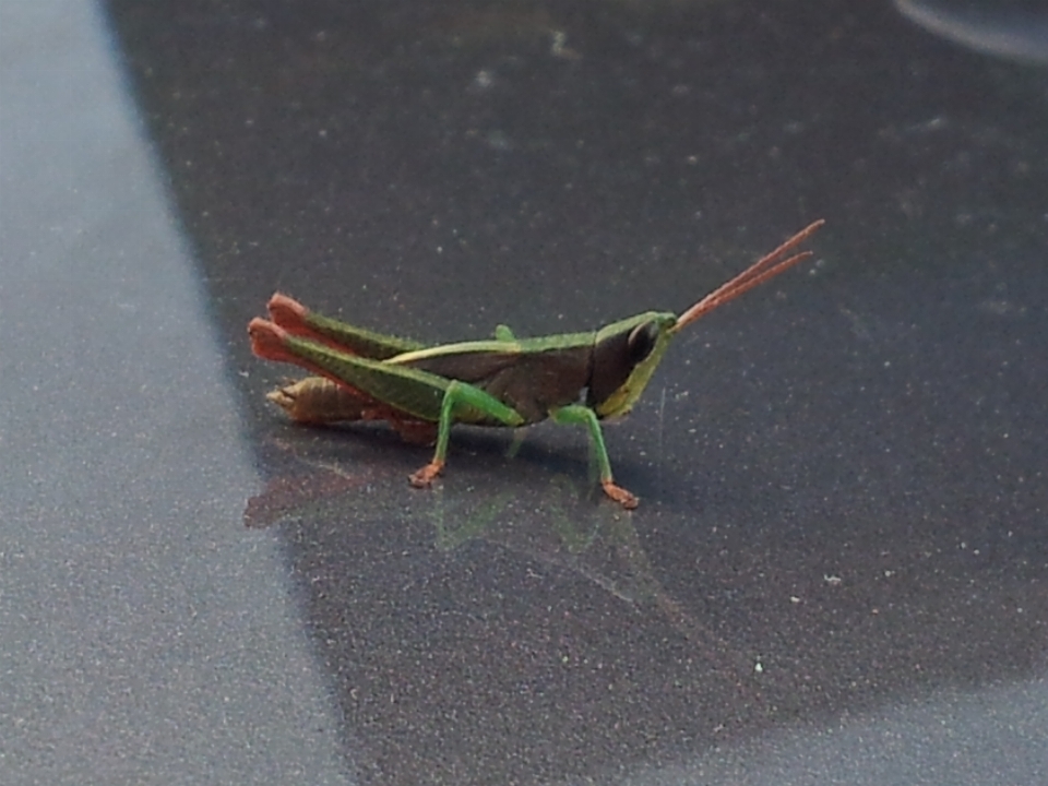 Kricket heuschrecke insekt natur