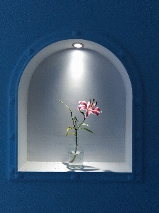 Flower light blue lighting Photo