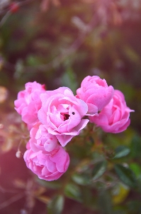 Photo Rose des roses fleur automne