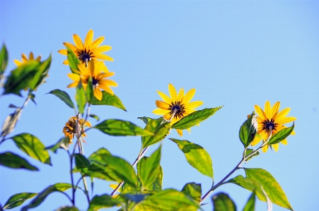 Yellow flower background beautiful Photo