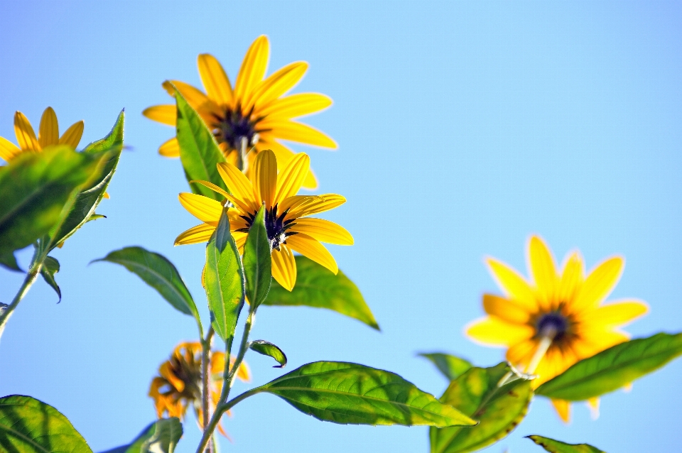 Jaune fleur arrière-plan beau