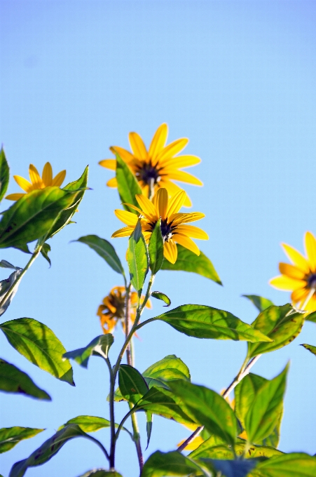 Jaune fleur arrière-plan beau