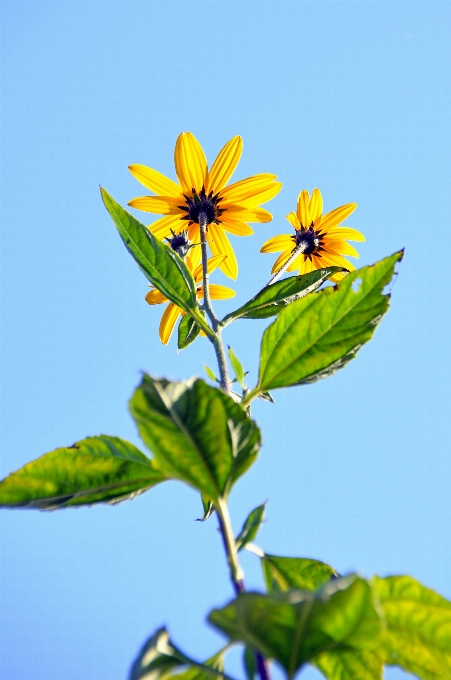 Gelb blume hintergrund schön